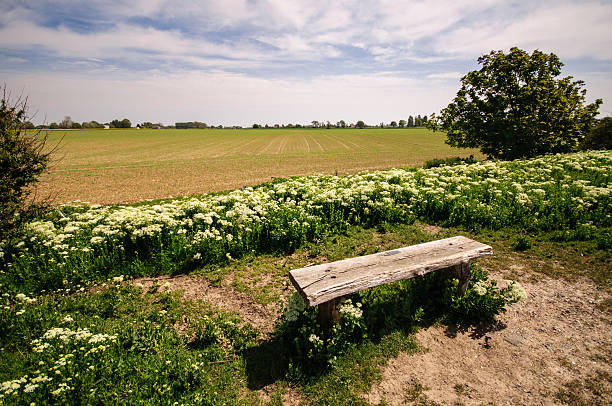 Lonesome bench stock photo