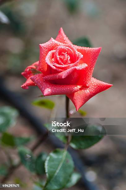 Rose Stock Photo - Download Image Now - Aromatherapy, Beautiful People, Beauty