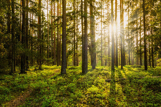 sera nella foresta - luce alla fine del tunnel foto e immagini stock