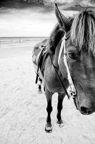 istock horse portrait on the beach 494298115