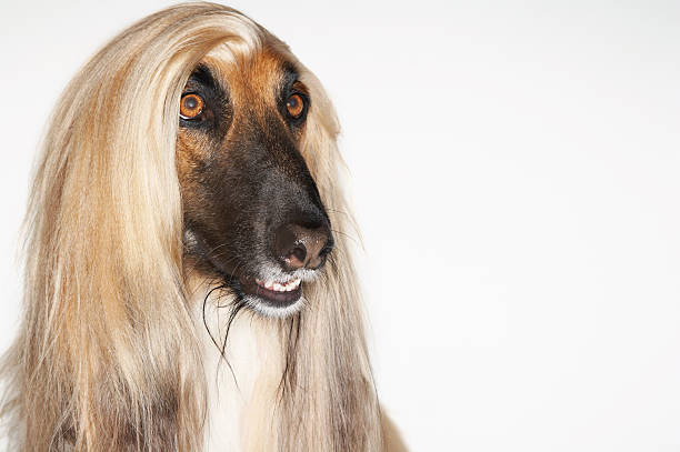 istock Closeup Of Afghan Hound 494298175