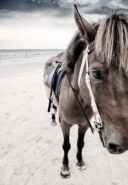 istock horse portrait on the beach 494300023