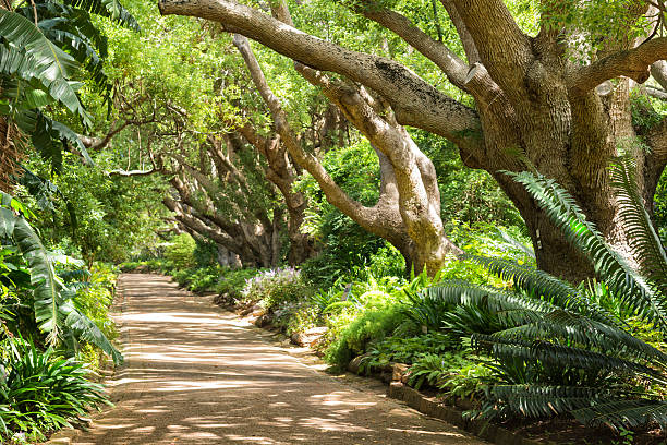 istock Appealing footpath under Camphor trees at Kirstenbosch Gardens 494300687
