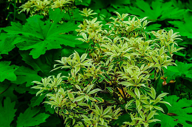 istock Green Flowers in Nature 494300811