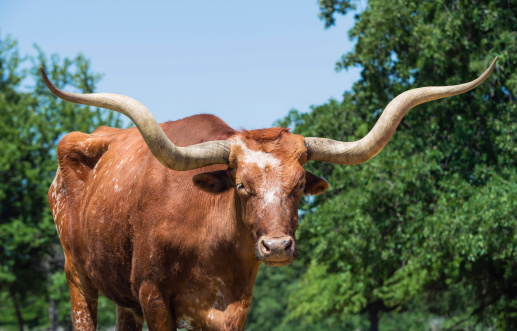 Closeup of Texas longhorn, trees and blue sky on the background