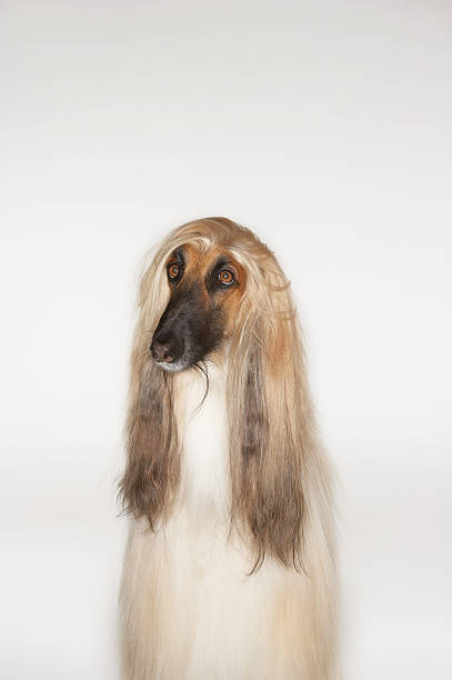 istock Closeup Of Afghan Hound 494301127