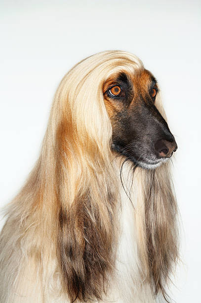 istock Closeup Of Afghan Hound 494301129