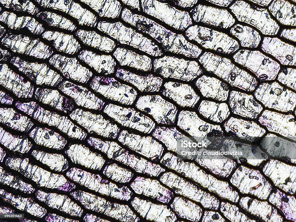 Micrografía epidermus cebolla - Foto de stock de Célula libre de derechos