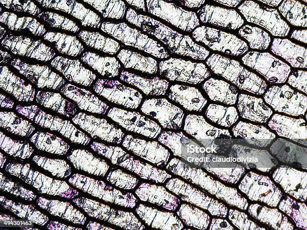 Micrografía Epidermus Cebolla Foto de stock y más banco de imágenes de Célula - Célula, Microscopio, Piel - Parte de planta