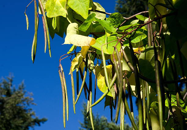 Long bean pods of Northern catalpa in university campus stock photo