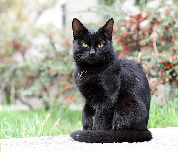 Photo of Black kitty on the street