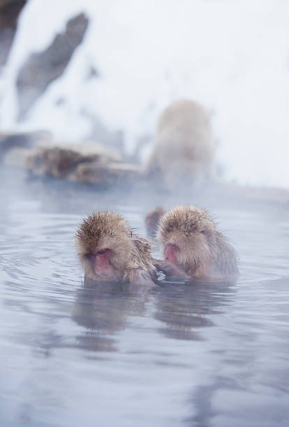 강설 원숭이에서 핫스프링스 of 나가노현 일본용. - animal ape monkey bonding 뉴스 사진 이미지