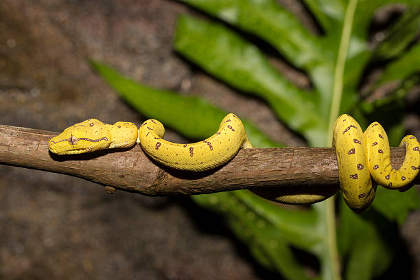 520+ Green Tree Python Eye Stock Photos, Pictures & Royalty-Free Images ...