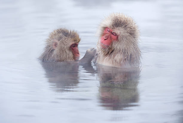 강설 원숭이에서 핫스프링스 of 나가노현 일본용. - animal ape monkey bonding 뉴스 사진 이미지