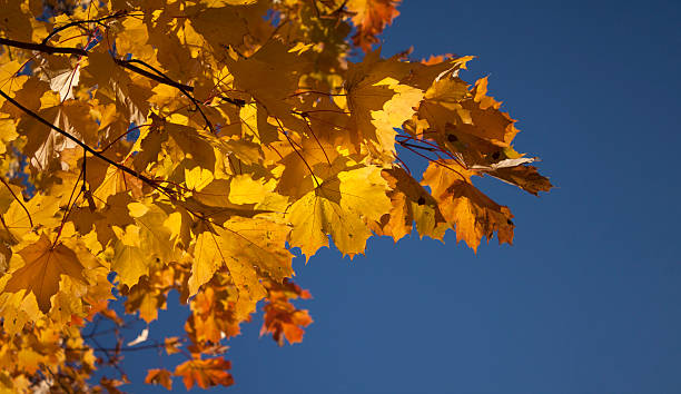 istock Autumn maple leaves and sky background 494307570
