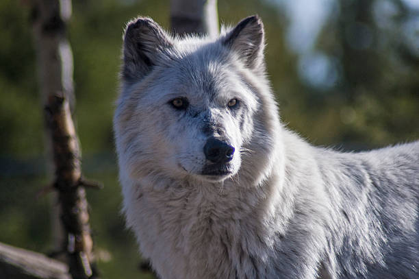 istock Close Up of a White Wolf's Face 494308456