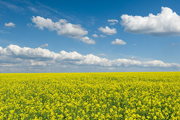 istock Yellow rapeseed field and blue sky, a beautiful spring landscape 494308911