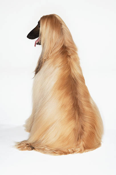istock Rear View Of Afghan Hound Sitting 494308935