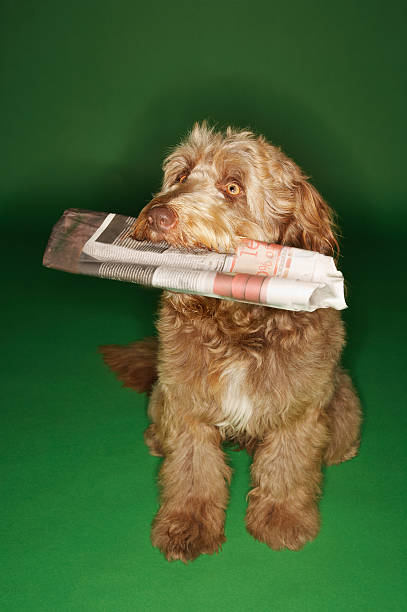 istock Otterhound Carrying Newspaper In Mouth 494308941