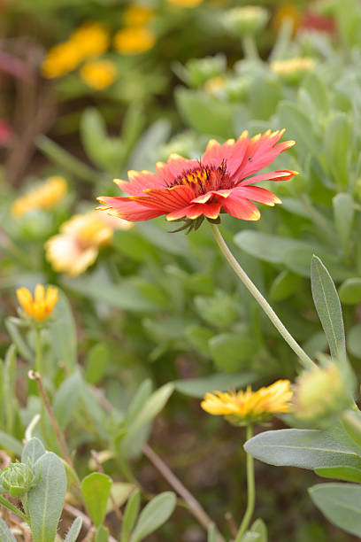 istock Gazania flower 494309004