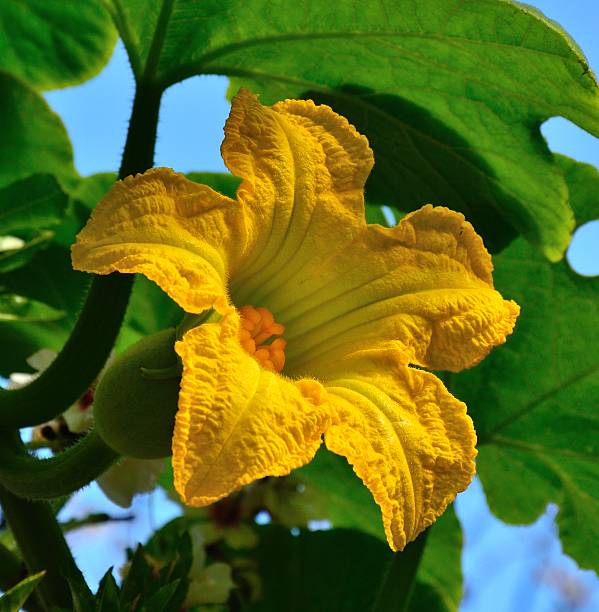 grande flor amarela de squash planta de folhas verdes - cucurbitales - fotografias e filmes do acervo