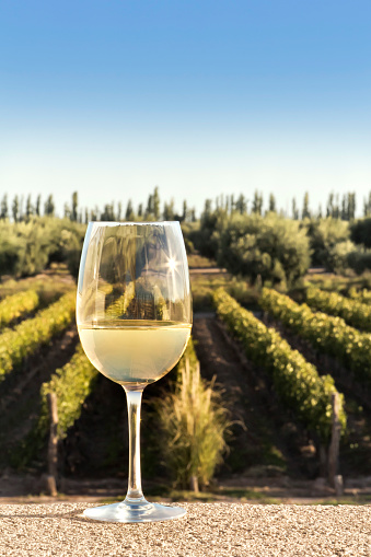 Glass of white wine in vineyard. Mendoza, Argentina.