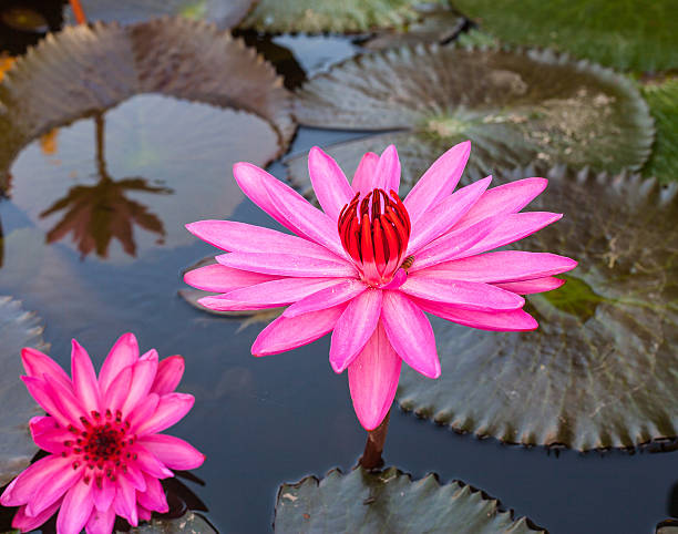 istock Purple lotus green background. 494309824