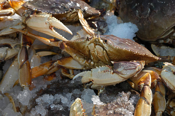 istock Close-up of Live Dungeness Crabs Ready for Market 494310073