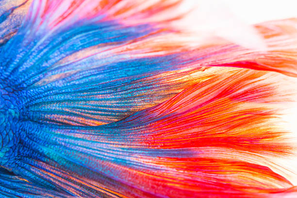 Texture of tail Texture of tail siamese fighting fish tropical fish closeup stock pictures, royalty-free photos & images