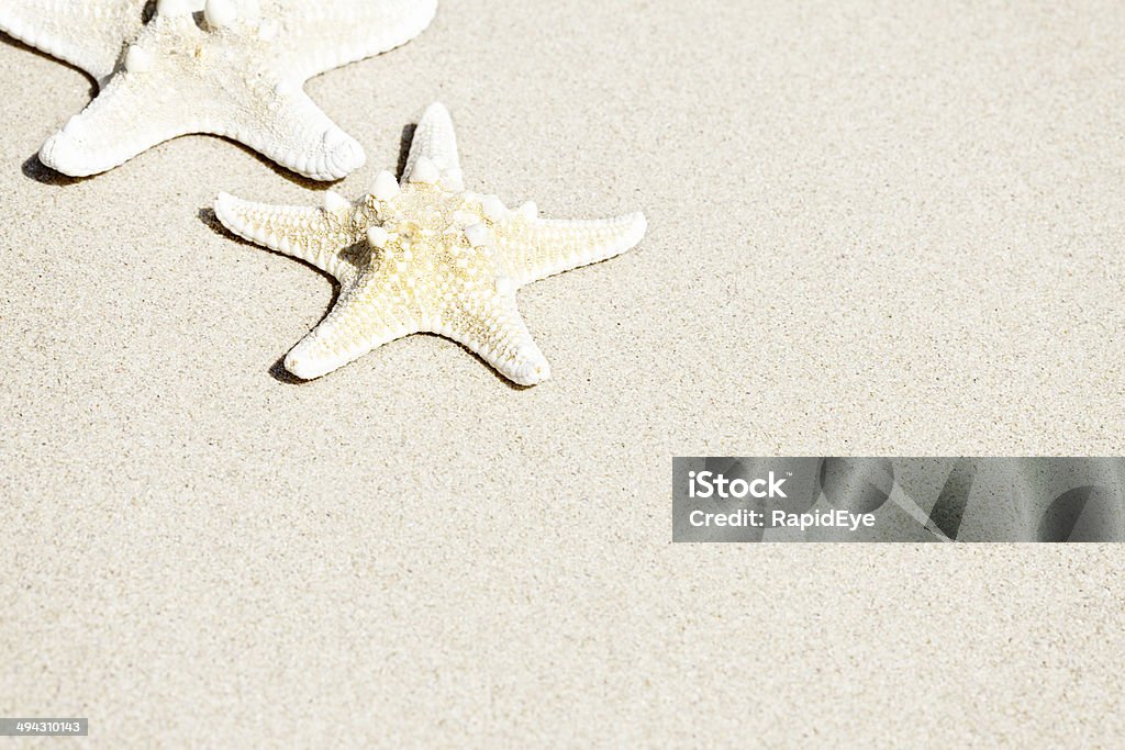 Due Stella di mare seduto sulla sabbia con spazio copia - Foto stock royalty-free di Secco