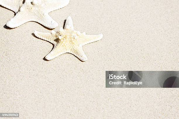 Due Stella Di Mare Seduto Sulla Sabbia Con Spazio Copia - Fotografie stock e altre immagini di Secco