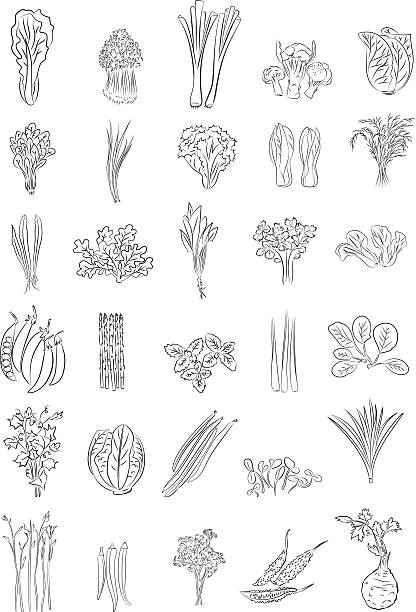 Green Vegetables Vector illustration of Green Vegetables in line art mode scallion stock illustrations