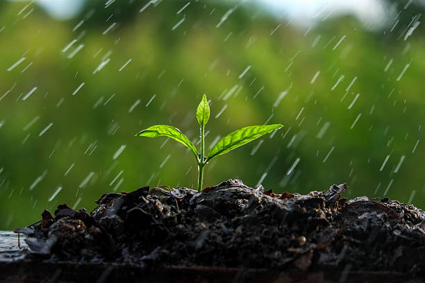 istock Green sprouts in the rain 494310270