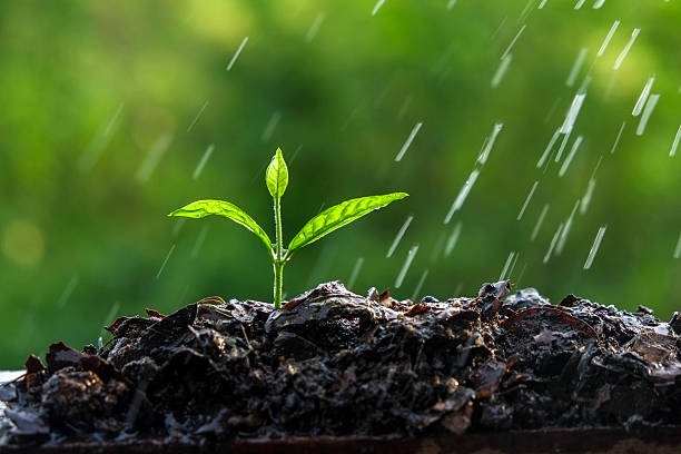 istock Green sprouts in the rain 494310334