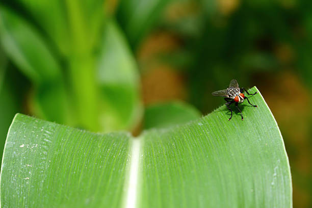istock insect on green leaf background texture in nature 494310762