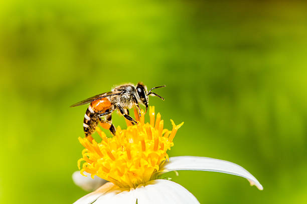 istock Bee eat pollen of flower 494310812