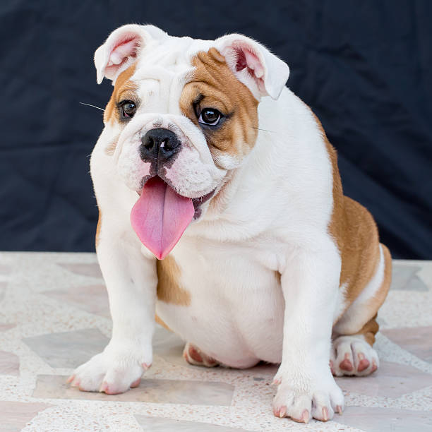 istock english bulldog 494311095
