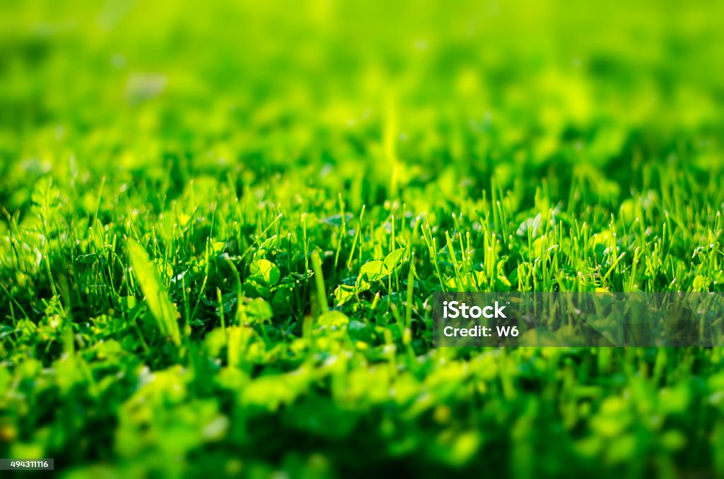 Grass Grass Field 2015 Stock Photo