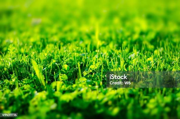 Grass Stock Photo - Download Image Now - 2015, Abstract, Backgrounds