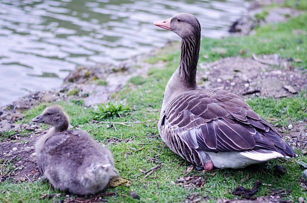 istock Wild Goose Mother and Chicks 494311172