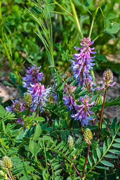 istock Colorado Wild Flowers Pink an Purple 494311399