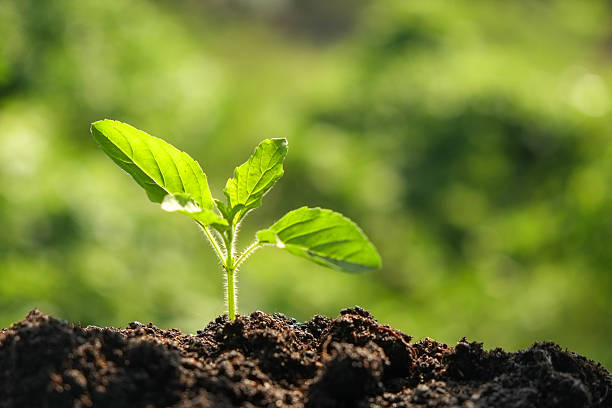 istock Green sprout growing from seed in organic soil 494311806