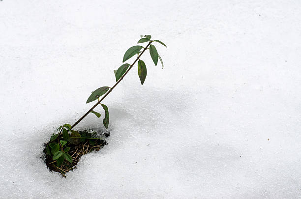 istock Green branch in snowdrift 494312600