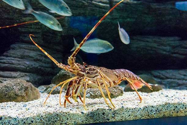 istock Colourful Tropical Rock lobster under water 494312658