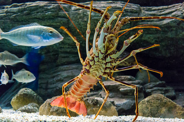 istock Colourful Tropical Rock lobster under water 494312666