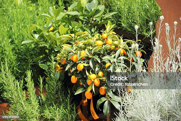 Chinesische Mandarine Kumquat Stockfoto und mehr Bilder von Ast - Pflanzenbestandteil - Ast - Pflanzenbestandteil, Baum, Blatt - Pflanzenbestandteile