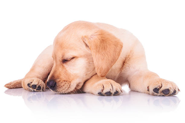 istock little labrador retriever puppy dog is sleeping 494314215