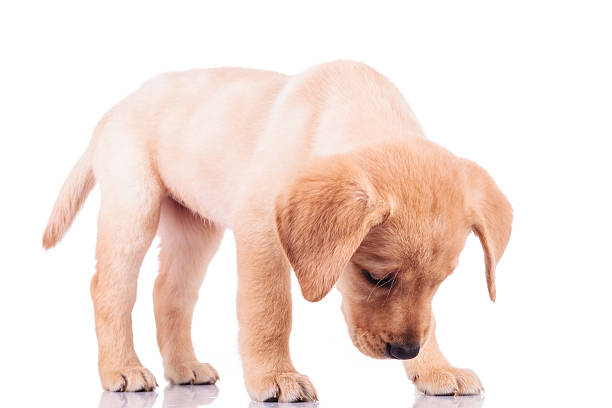 standing little labrador retriever puppy dog sniffing something on white background