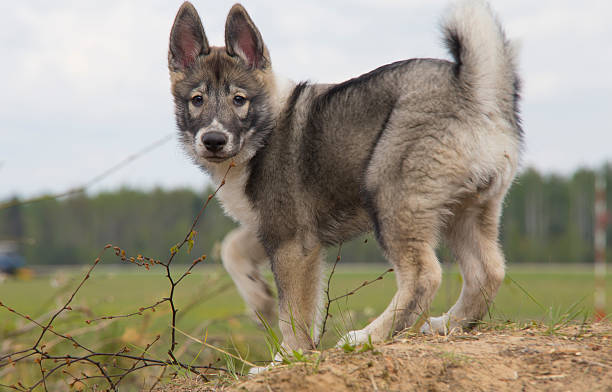 istock very cute little puppy 494314723