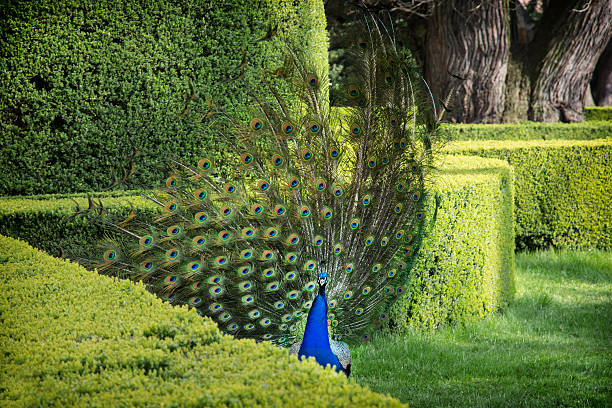 istock Peacock (Pavo cristatus) is in a green garden 494315029